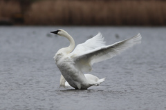 Cygnus columbianus columbianus