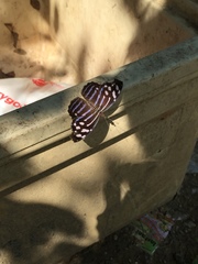 Myscelia cyaniris cyaniris