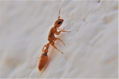 Pseudomyrmex simplex