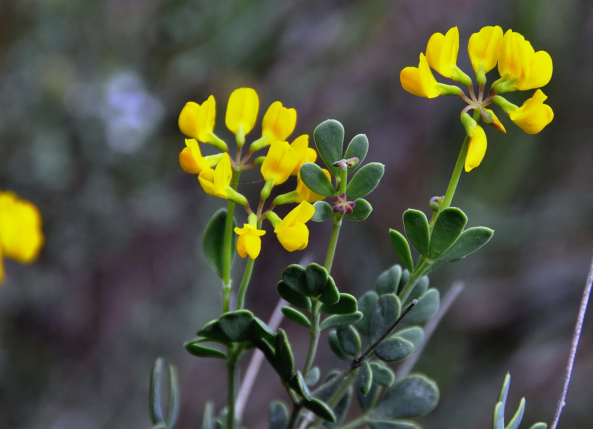 Coronilla