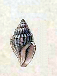 Curtitoma decussata