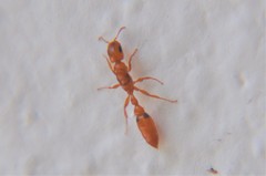Pseudomyrmex simplex