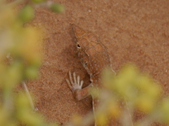 Acanthodactylus dumerilii