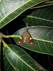 Phaeochlaena lampra