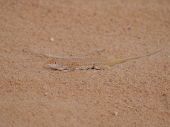 Acanthodactylus dumerilii