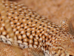 Acanthodactylus dumerilii
