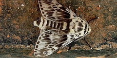 Podalia orsilochus