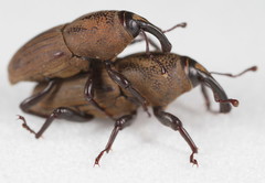 Sphenophorus parvulus