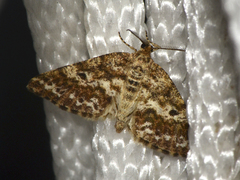Eufidonia discospilata