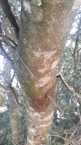 West Indian cherry