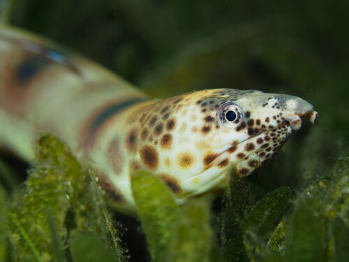 Blackspotted snake eel (Quassiremus ascensionis) — Ophichthidae
