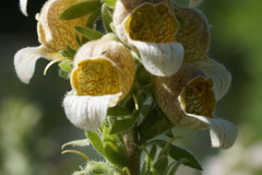 Digitalis lanata