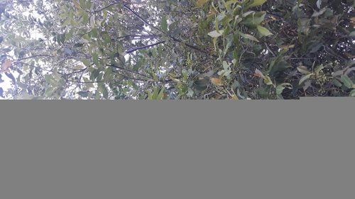 Image of Prunus myrtifolia by (c) Edson Luis Fabro Gasperin, some rights reserved (CC BY-SA)