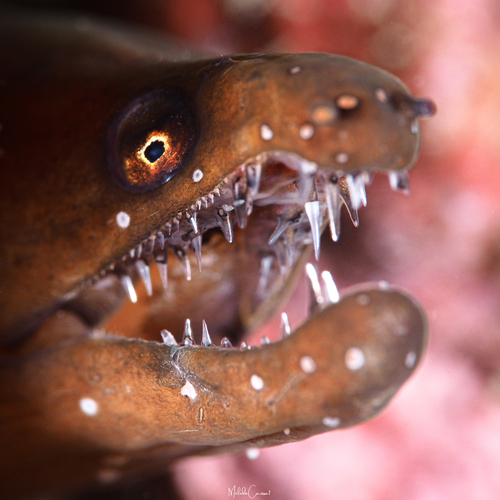 Photo of Yellow-throated Moray (Enchelycore carychroa)