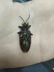 Coraliomela quadrimaculata