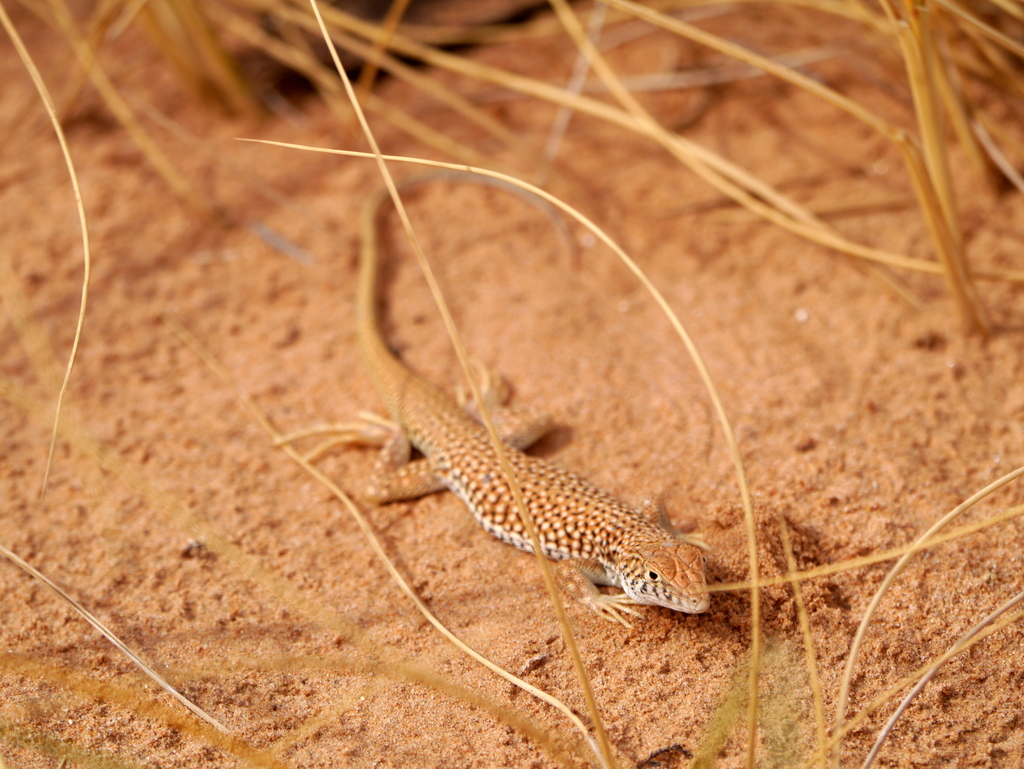 Acanthodactylus senegalensis