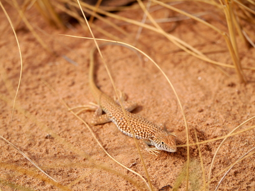 Acanthodactylus dumerilii