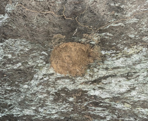 iNaturalist image