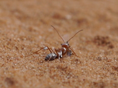 Cataglyphis bombycina
