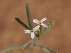 Anastaticeae