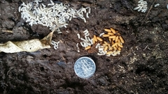 Amblyopone australis