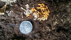 Amblyopone australis