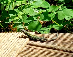 Podarcis muralis nigriventris