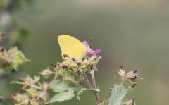 Phoebis agarithe fisheri