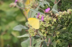 Phoebis agarithe fisheri