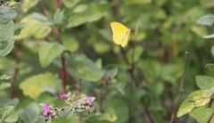 Phoebis agarithe fisheri