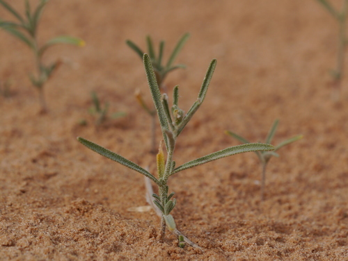 Image of Eremobium aegyptiacum by (c) Matt Muir, some rights reserved (CC BY)