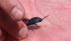 Chalcolepidius rubripennis