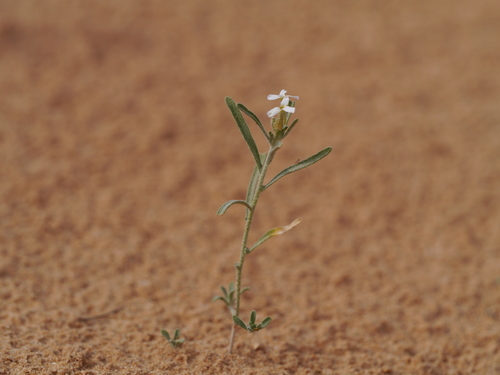 Image of Eremobium aegyptiacum by (c) Matt Muir, some rights reserved (CC BY)