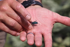 Chalcolepidius rubripennis