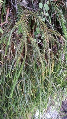 Phlegmariurus billardierei