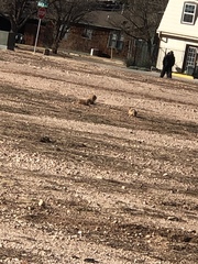 Cynomys ludovicianus