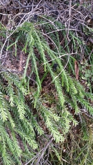 Phlegmariurus billardierei