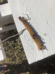 Scolopendra gigantea