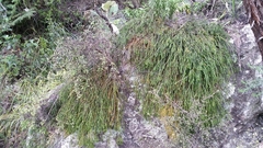 Phlegmariurus billardierei