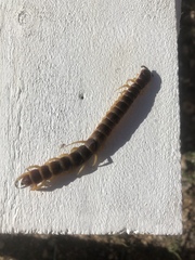 Scolopendra gigantea