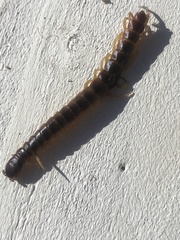 Scolopendra gigantea