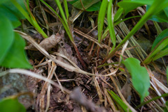 Carex debilis