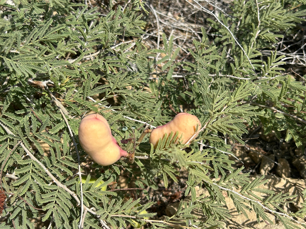 Prosopis farcta (Banks & Sol.) J.F.Macbr.
