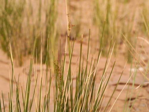 Rush (Juncus rigidus)