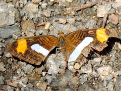 Adelpha iphicleola iphicleola