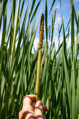 Typha × glauca