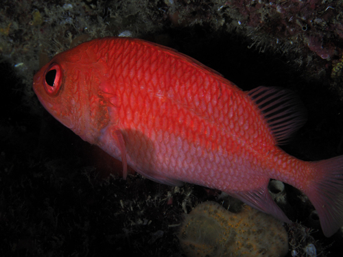Cardinal soldierfish (Plectrypops retrospinis) — Holocentridae