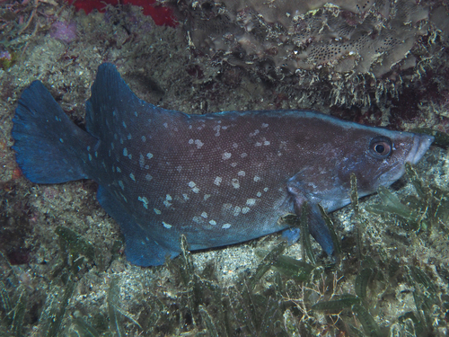 Greater soapfish (Rypticus saponaceus) — Serranidae