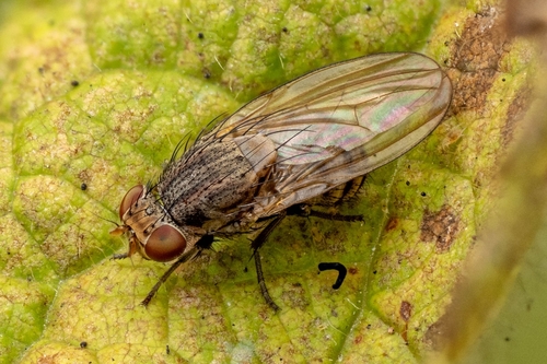 Unknown species found near Sehome, Bellingham, WA, USA