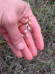 Bouteloua rigidiseta